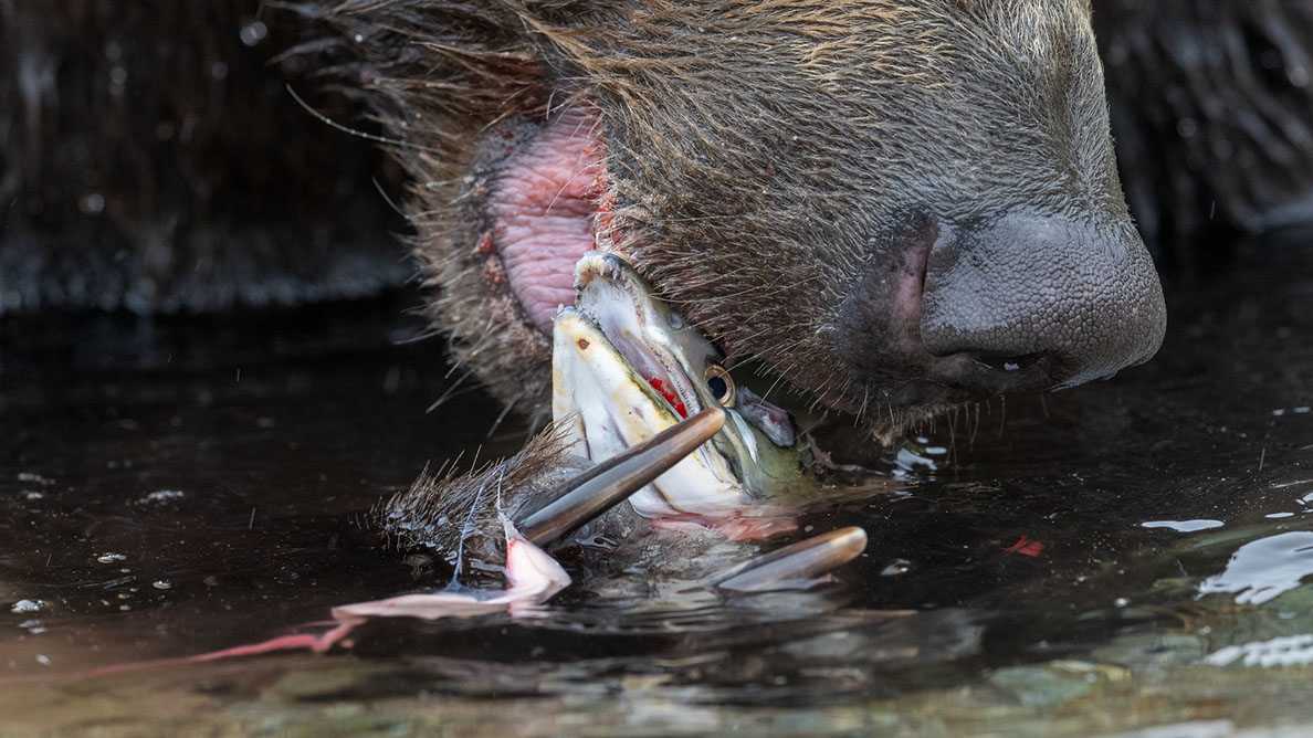 Bartgeier, Gypaète Barbu, Quebrantahuesos, Lämmergeier, Lammergeier, 