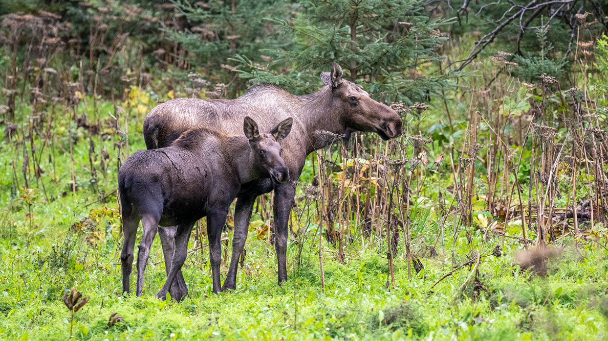 Bartgeier, Gypaète Barbu, Quebrantahuesos, Lämmergeier, Lammergeier, 