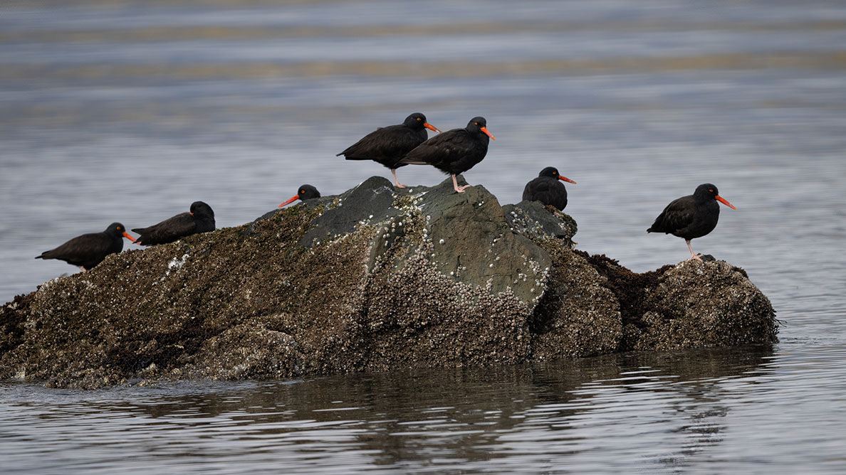 Bartgeier, Gypaète Barbu, Quebrantahuesos, Lämmergeier, Lammergeier, 