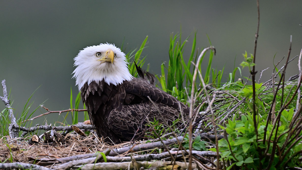 Bartgeier Bartgeier, Gypaète Barbu, Quebrantahuesos, Lämmergeier, Lammergeier,