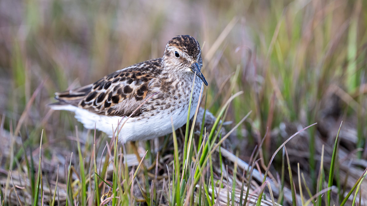 Bartgeier Bartgeier, Gypaète Barbu, Quebrantahuesos, Lämmergeier, Lammergeier,