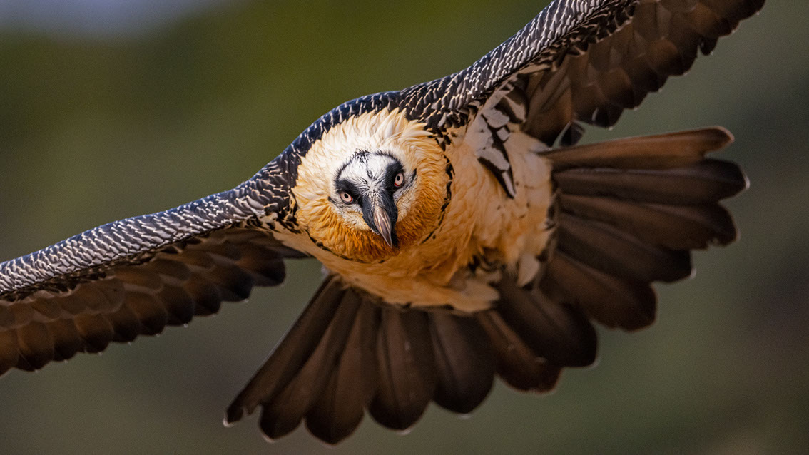 Bartgeier, Gypaète Barbu, Quebrantahuesos, Lämmergeier, Lammergeier, 