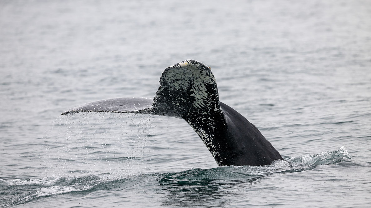 Bartgeier Bartgeier, Gypaète Barbu, Quebrantahuesos, Lämmergeier, Lammergeier,