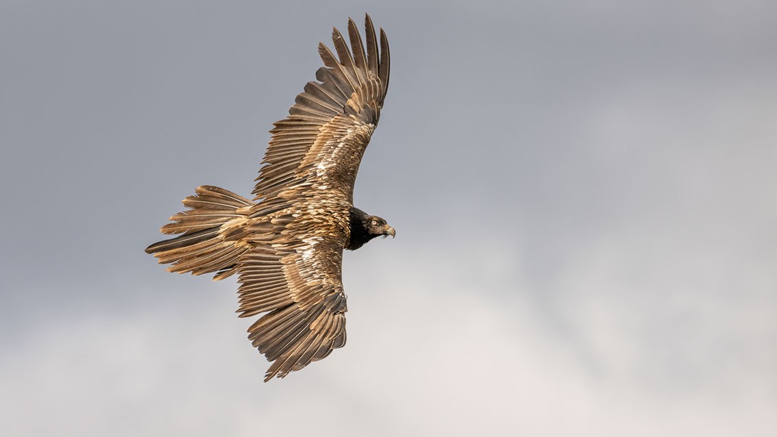 Bartgeier, Gypaète Barbu, Quebrantahuesos, Lämmergeier, Lammergeier, 