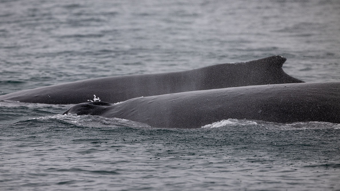 Bartgeier Bartgeier, Gypaète Barbu, Quebrantahuesos, Lämmergeier, Lammergeier,