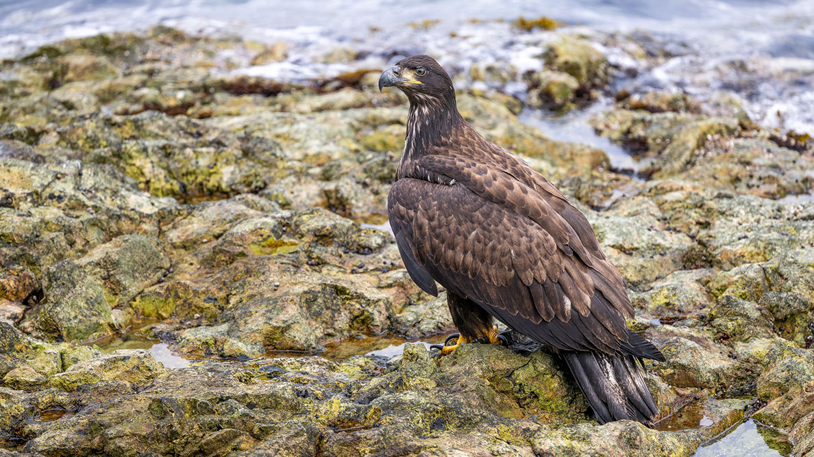 Bartgeier, Gypaète Barbu, Quebrantahuesos, Lämmergeier, Lammergeier, 