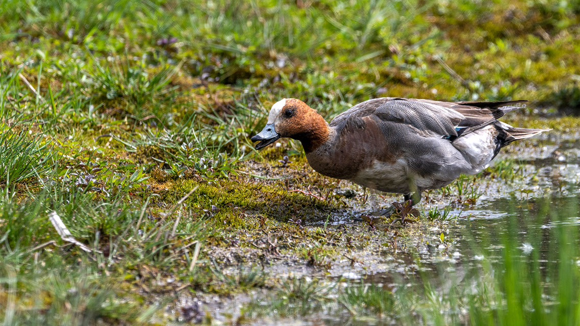 Bartgeier Bartgeier, Gypaète Barbu, Quebrantahuesos, Lämmergeier, Lammergeier,
