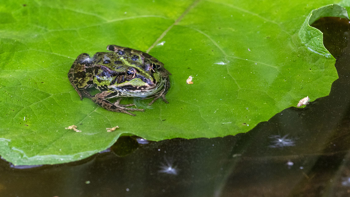 Bartgeier, Gypaète Barbu, Quebrantahuesos, Lämmergeier, Lammergeier, 