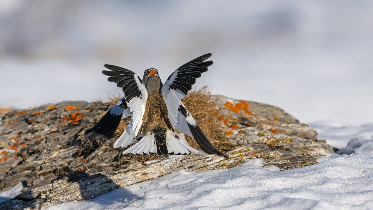 Bartgeier, Gypaète Barbu, Quebrantahuesos, Lämmergeier, Lammergeier, 
