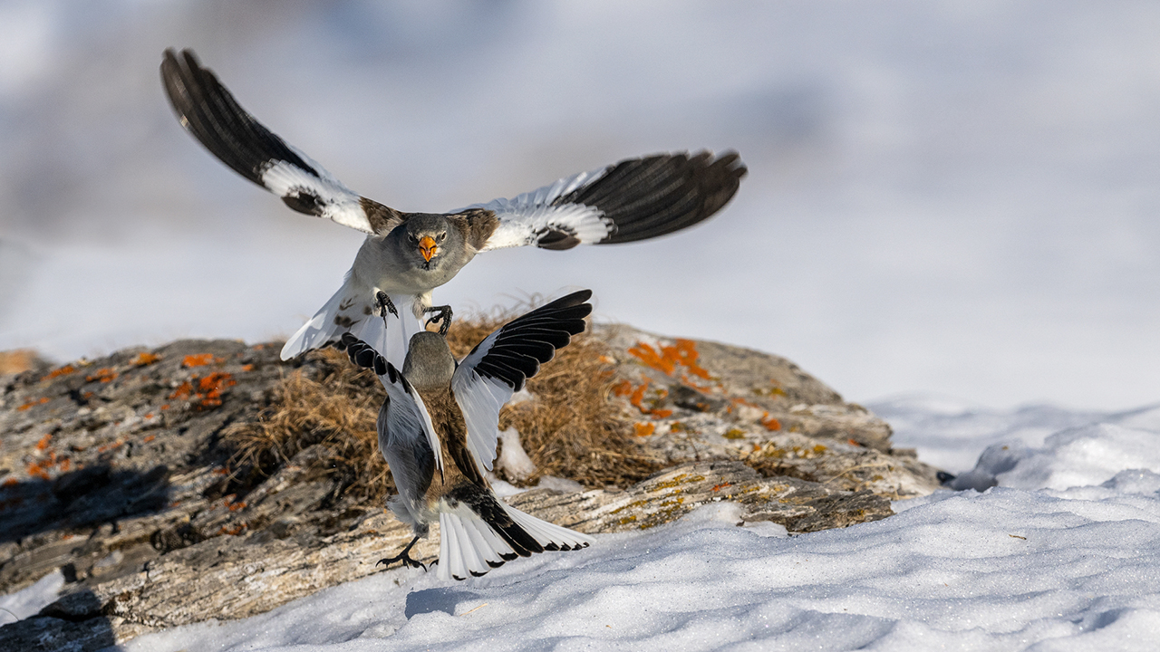 Bartgeier, Gypaète Barbu, Quebrantahuesos, Lämmergeier, Lammergeier, 