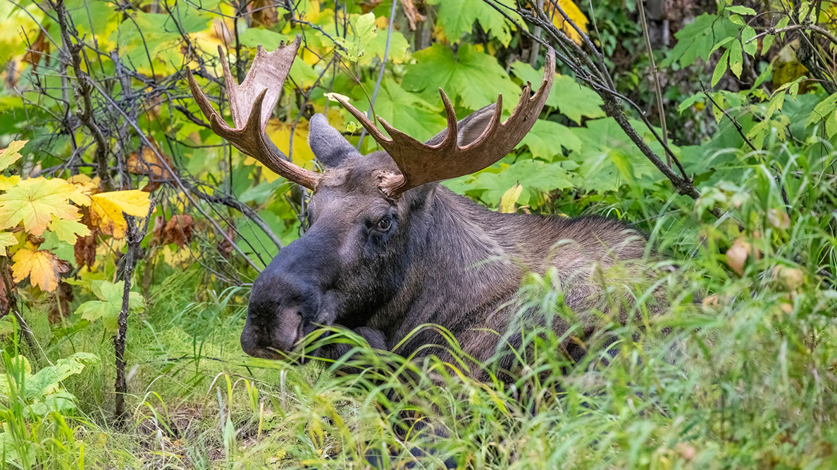 Bartgeier, Gypaète Barbu, Quebrantahuesos, Lämmergeier, Lammergeier, 