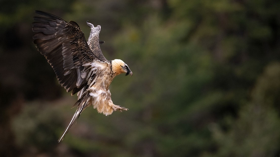 Bartgeier, Gypaète Barbu, Quebrantahuesos, Lämmergeier, Lammergeier, 