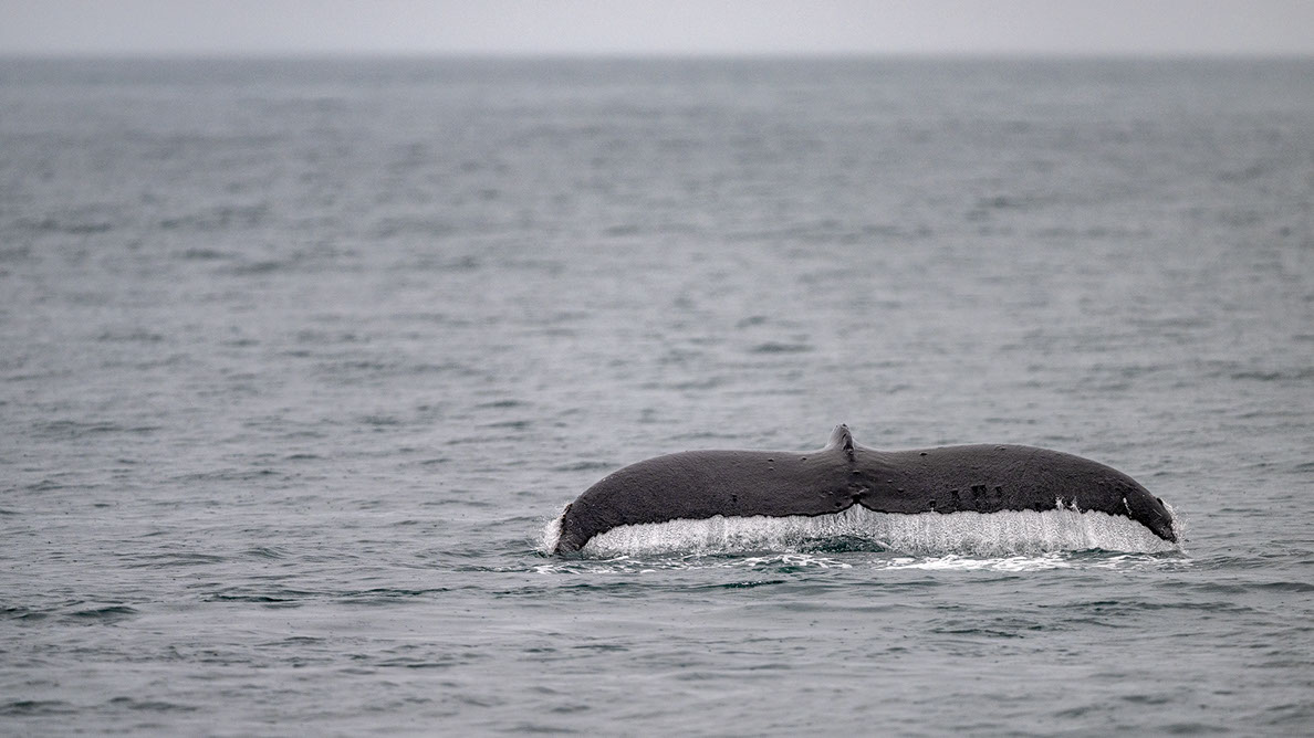 Bartgeier Bartgeier, Gypaète Barbu, Quebrantahuesos, Lämmergeier, Lammergeier,