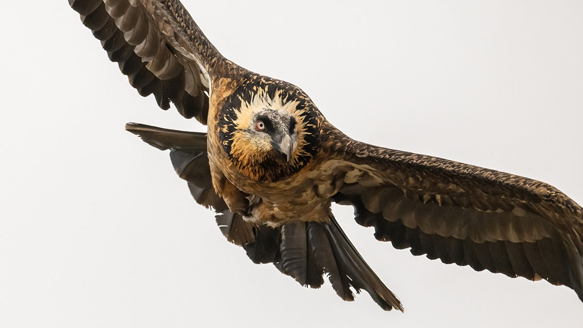 Bartgeier, Gypaète Barbu, Quebrantahuesos, Lämmergeier, Lammergeier, 