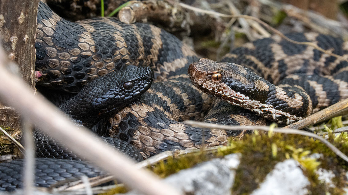 Bartgeier, Gypaète Barbu, Quebrantahuesos, Lämmergeier, Lammergeier, 