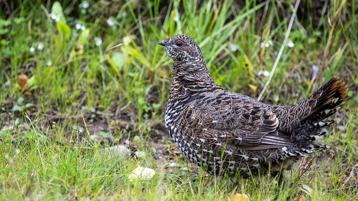 Bartgeier, Gypaète Barbu, Quebrantahuesos, Lämmergeier, Lammergeier, 