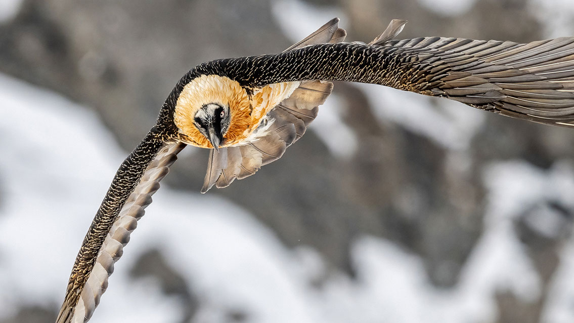 Bartgeier Schweiz Alpen fliegend Adult Gyaéte en vol Lammergeier Bearded Vulture
