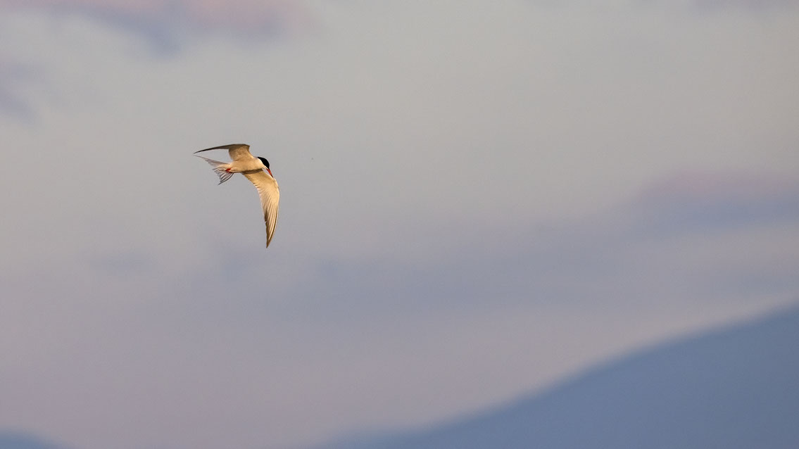 Bartgeier, Gypaète Barbu, Quebrantahuesos, Lämmergeier, Lammergeier, 