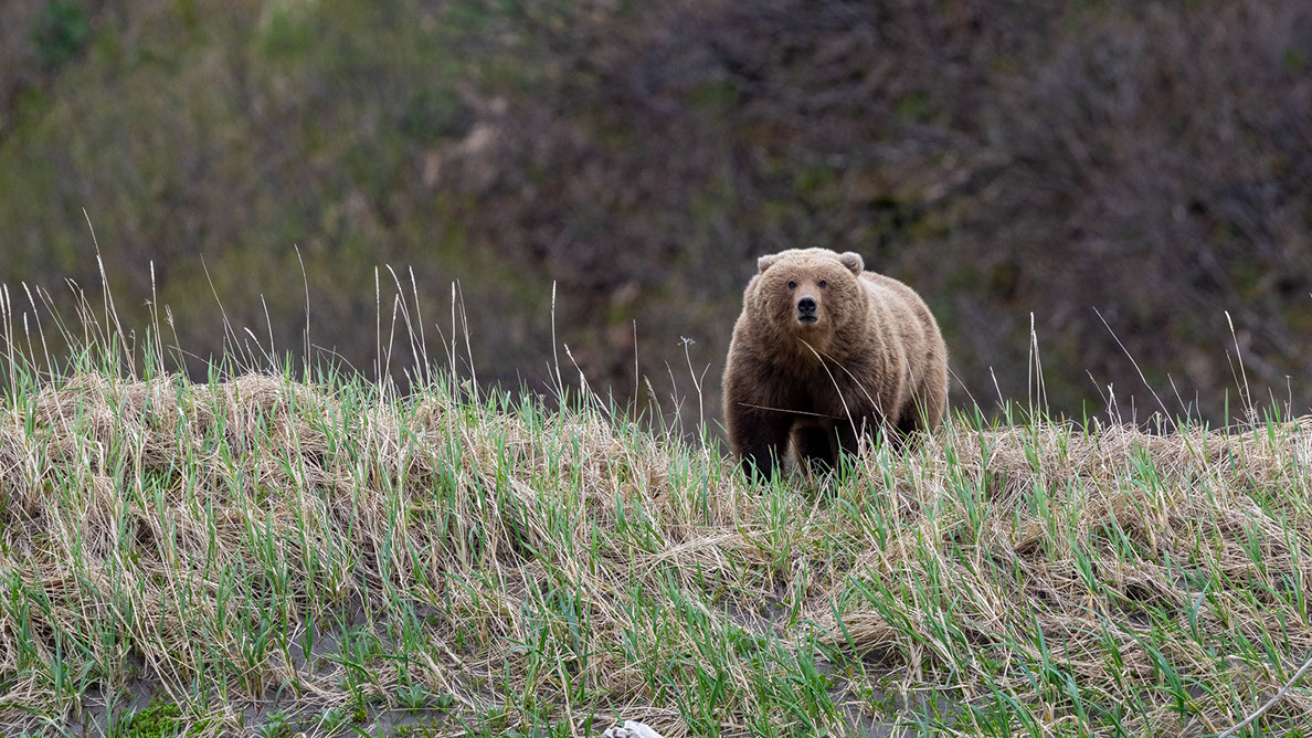 Bartgeier Bartgeier, Gypaète Barbu, Quebrantahuesos, Lämmergeier, Lammergeier,