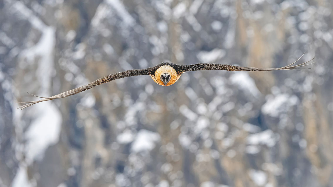 Bartgeier Schweiz Alpen fliegend Adult Gyaéte en vol Lammergeier Bearded Vulture