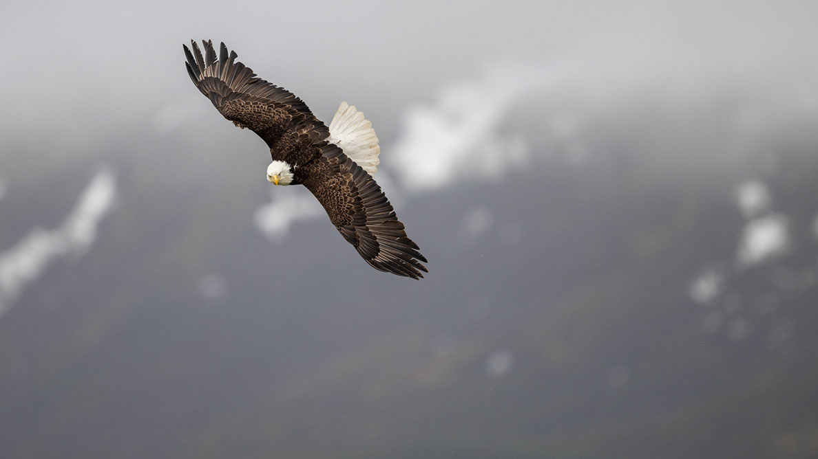 Bartgeier Bartgeier, Gypaète Barbu, Quebrantahuesos, Lämmergeier, Lammergeier,