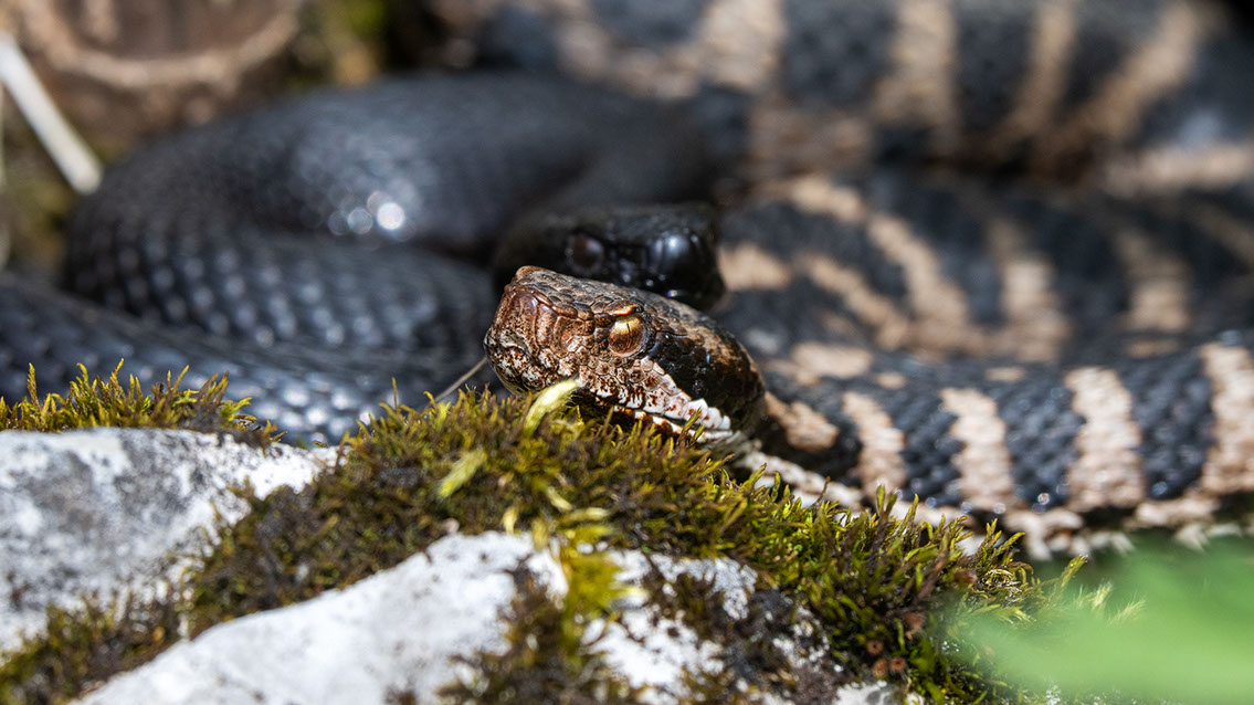 Bartgeier, Gypaète Barbu, Quebrantahuesos, Lämmergeier, Lammergeier, 