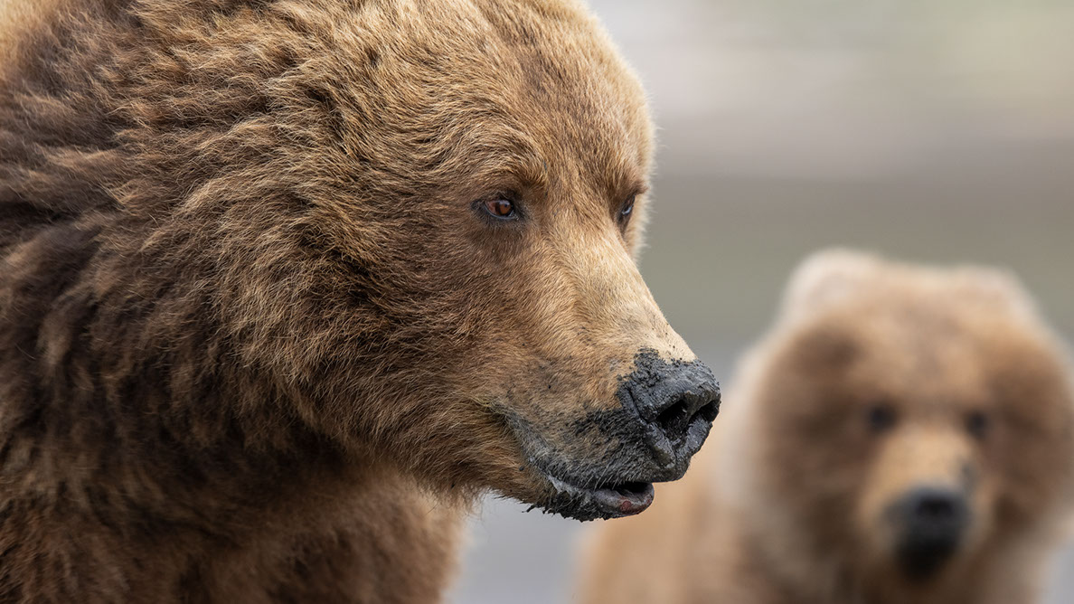 Bartgeier Bartgeier, Gypaète Barbu, Quebrantahuesos, Lämmergeier, Lammergeier,