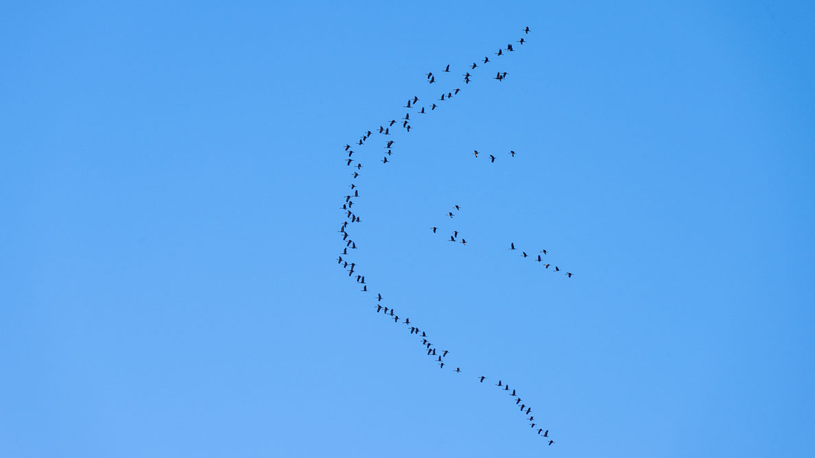 Bartgeier, Gypaète Barbu, Quebrantahuesos, Lämmergeier, Lammergeier, 