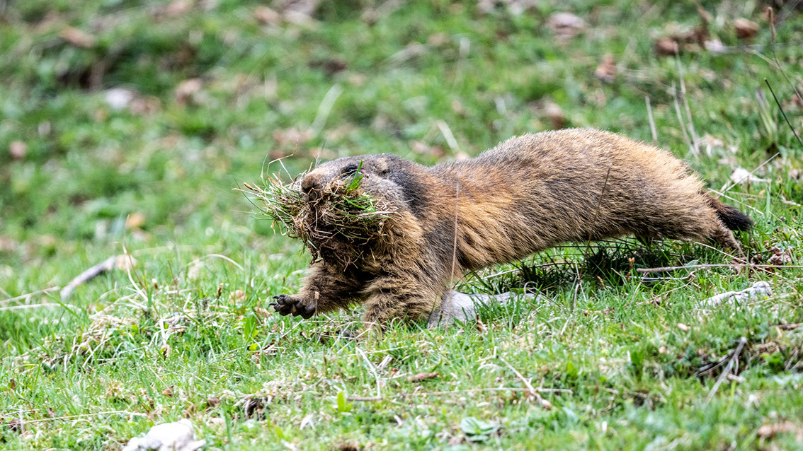 Athene noctua, Steinkauz, Kauz, Little owl