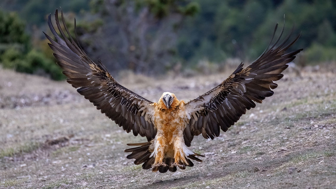 Bartgeier, Gypaète Barbu, Quebrantahuesos, Lämmergeier, Lammergeier, 