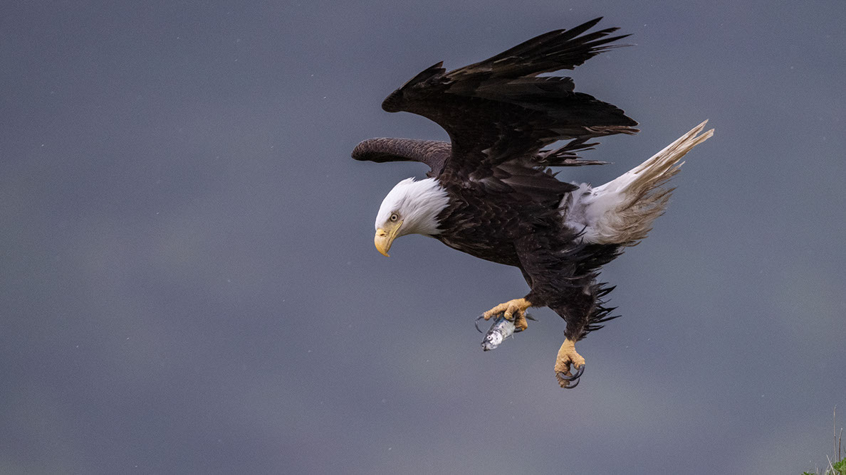 Bartgeier Bartgeier, Gypaète Barbu, Quebrantahuesos, Lämmergeier, Lammergeier,