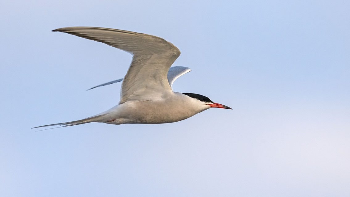 Bartgeier, Gypaète Barbu, Quebrantahuesos, Lämmergeier, Lammergeier, 