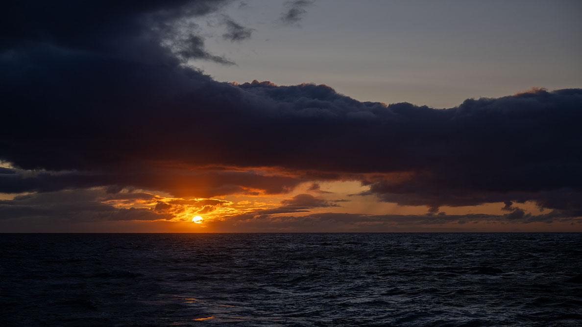 Bartgeier, Gypaète Barbu, Quebrantahuesos, Lämmergeier, Lammergeier, 