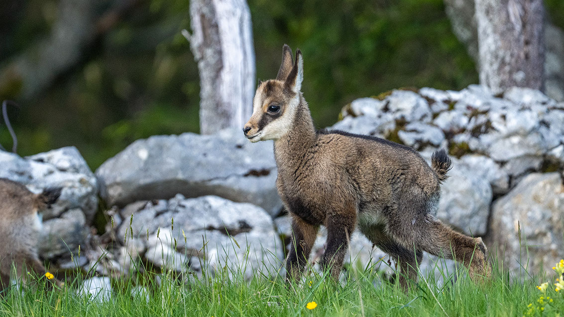 Athene noctua, Steinkauz, Kauz, Little owl