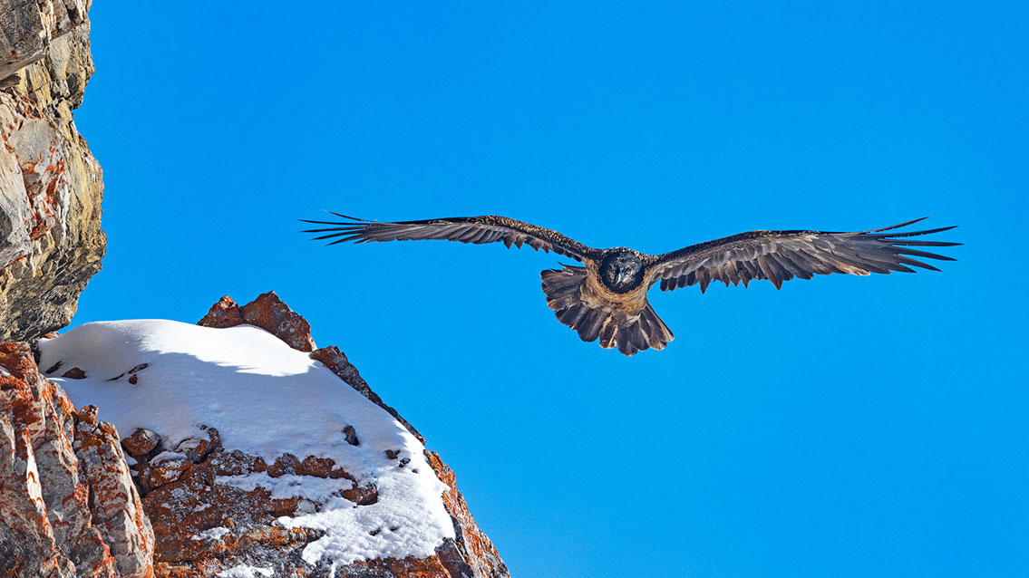 Bartgeier Schweiz Alpen fliegend Adult Gyaéte en vol Lammergeier Bearded Vulture