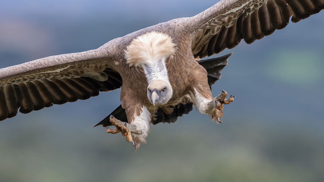 Bartgeier, Gypaète Barbu, Quebrantahuesos, Lämmergeier, Lammergeier, 