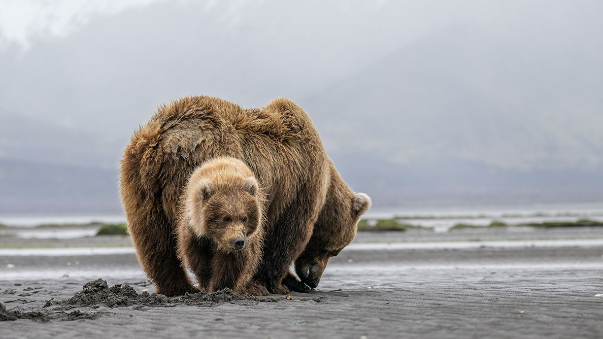 Bartgeier Bartgeier, Gypaète Barbu, Quebrantahuesos, Lämmergeier, Lammergeier,