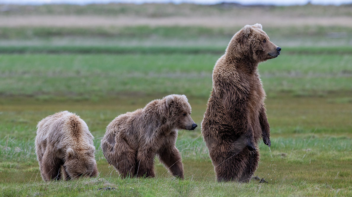Bartgeier Bartgeier, Gypaète Barbu, Quebrantahuesos, Lämmergeier, Lammergeier,