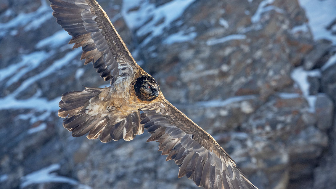 Bartgeier Schweiz Alpen fliegend Adult Gyaéte en vol Lammergeier Bearded Vulture