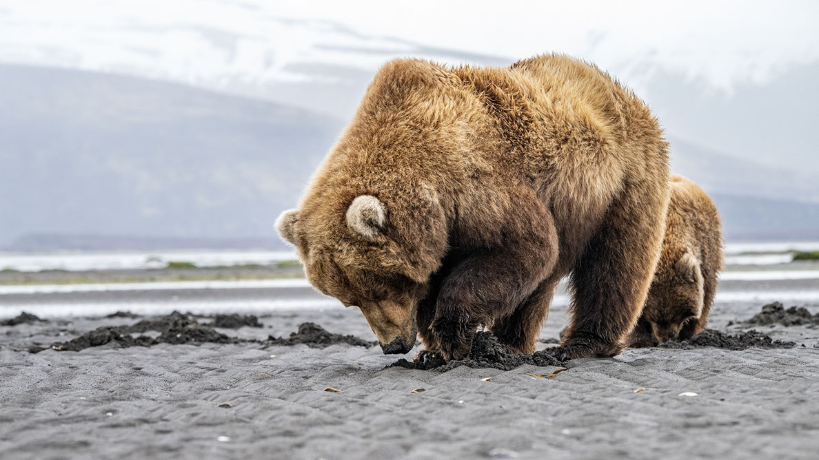 Bartgeier Bartgeier, Gypaète Barbu, Quebrantahuesos, Lämmergeier, Lammergeier,