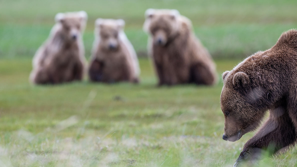 Bartgeier Bartgeier, Gypaète Barbu, Quebrantahuesos, Lämmergeier, Lammergeier,