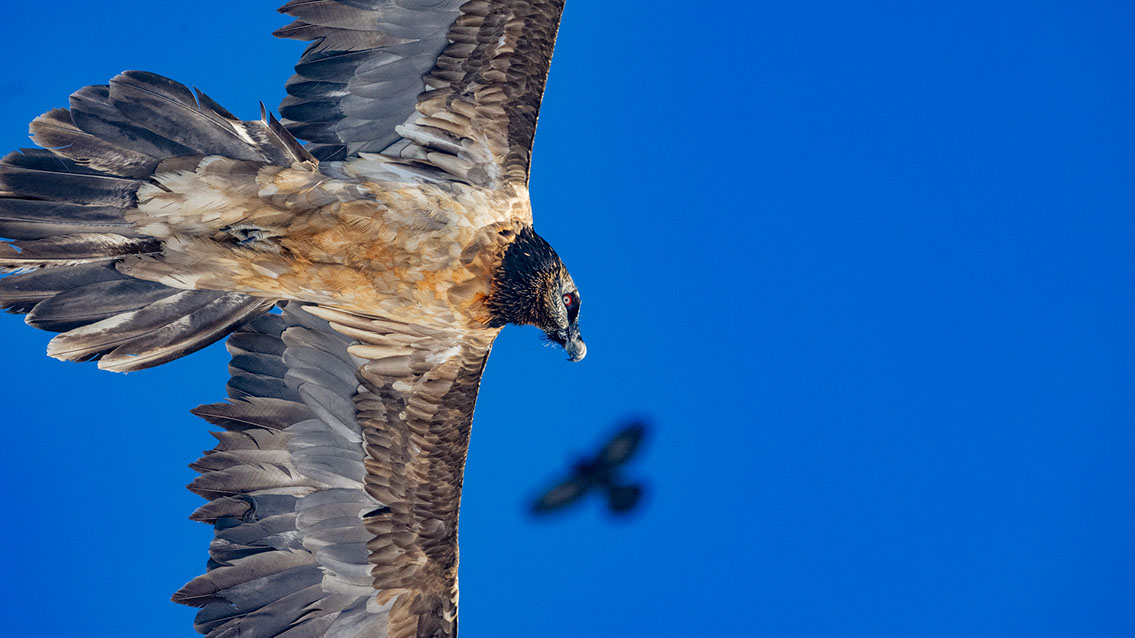 Bartgeier Schweiz Alpen fliegend Adult Gyaéte en vol Lammergeier Bearded Vulture