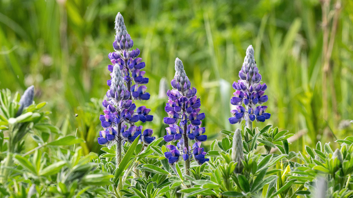 Bartgeier Bartgeier, Gypaète Barbu, Quebrantahuesos, Lämmergeier, Lammergeier,