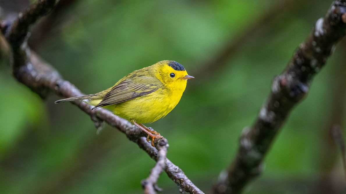 Bartgeier Bartgeier, Gypaète Barbu, Quebrantahuesos, Lämmergeier, Lammergeier,
