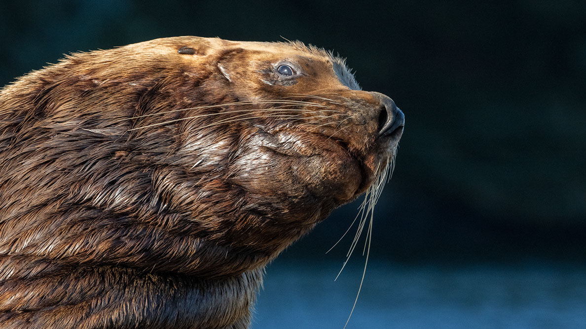 Bartgeier, Gypaète Barbu, Quebrantahuesos, Lämmergeier, Lammergeier, 