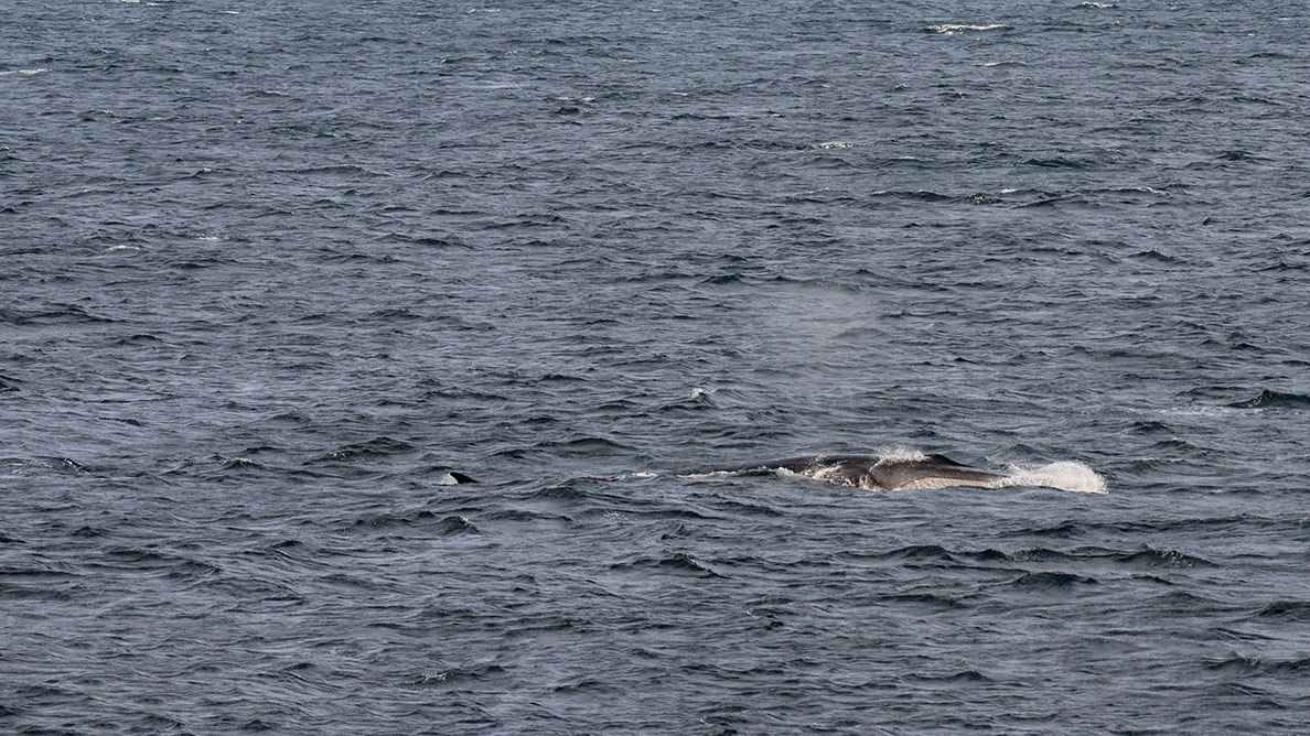 Bartgeier, Gypaète Barbu, Quebrantahuesos, Lämmergeier, Lammergeier, 