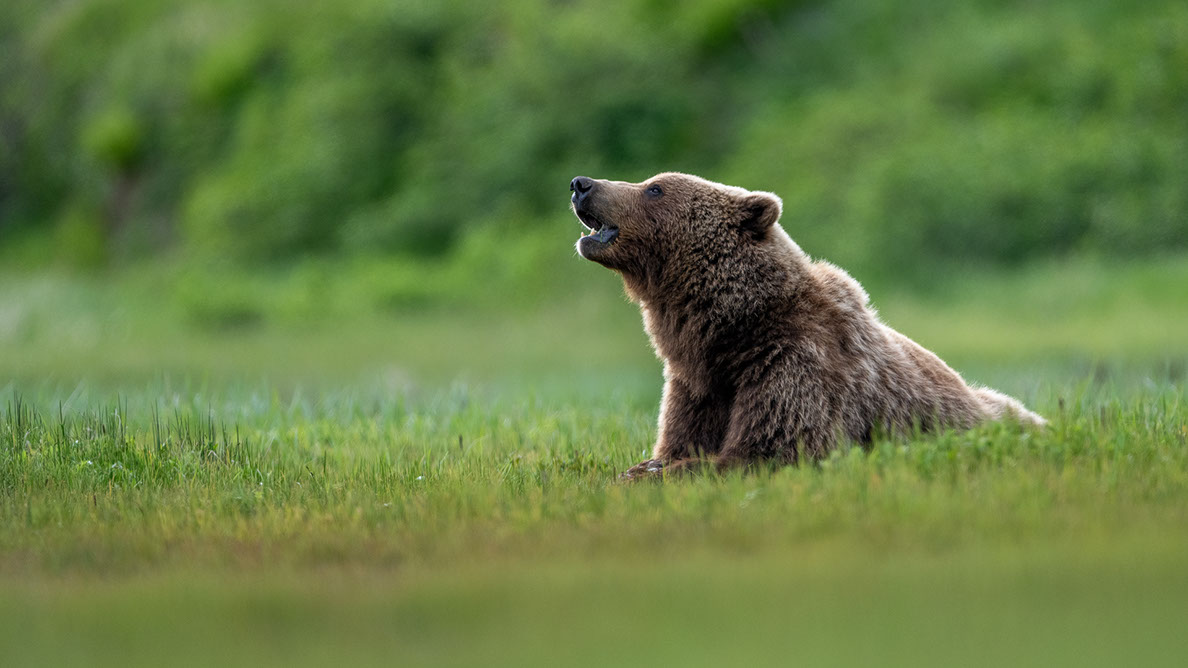 Bartgeier Bartgeier, Gypaète Barbu, Quebrantahuesos, Lämmergeier, Lammergeier,