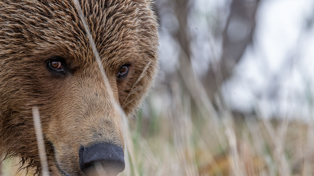 Bartgeier Bartgeier, Gypaète Barbu, Quebrantahuesos, Lämmergeier, Lammergeier,