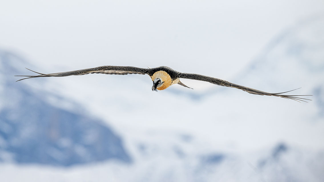 Bartgeier Schweiz Alpen fliegend Adult Gyaéte en vol Lammergeier Bearded Vulture