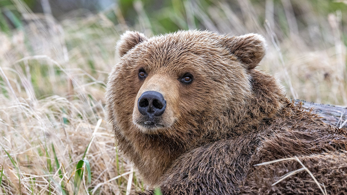 Bartgeier Bartgeier, Gypaète Barbu, Quebrantahuesos, Lämmergeier, Lammergeier,